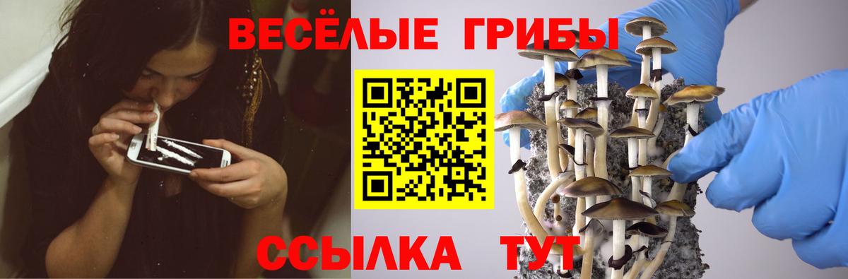 Обь  Псилоцибиновые грибы Psilocybine cubensis  сколько стоит  Вход с VPN 